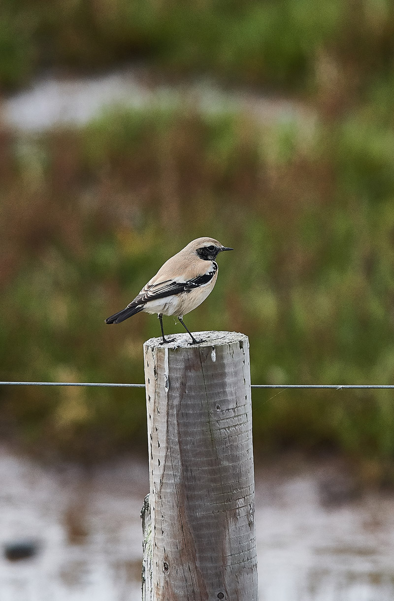 DesertWheatear2810161