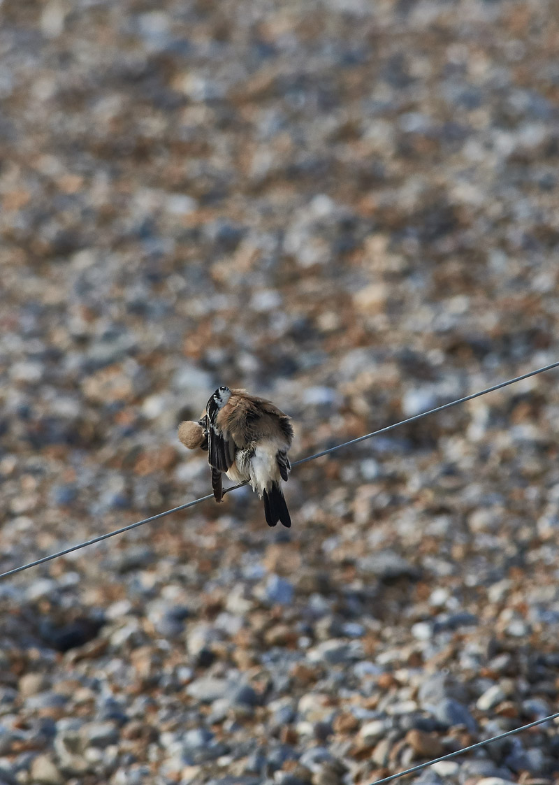 DesertWheatear2810162