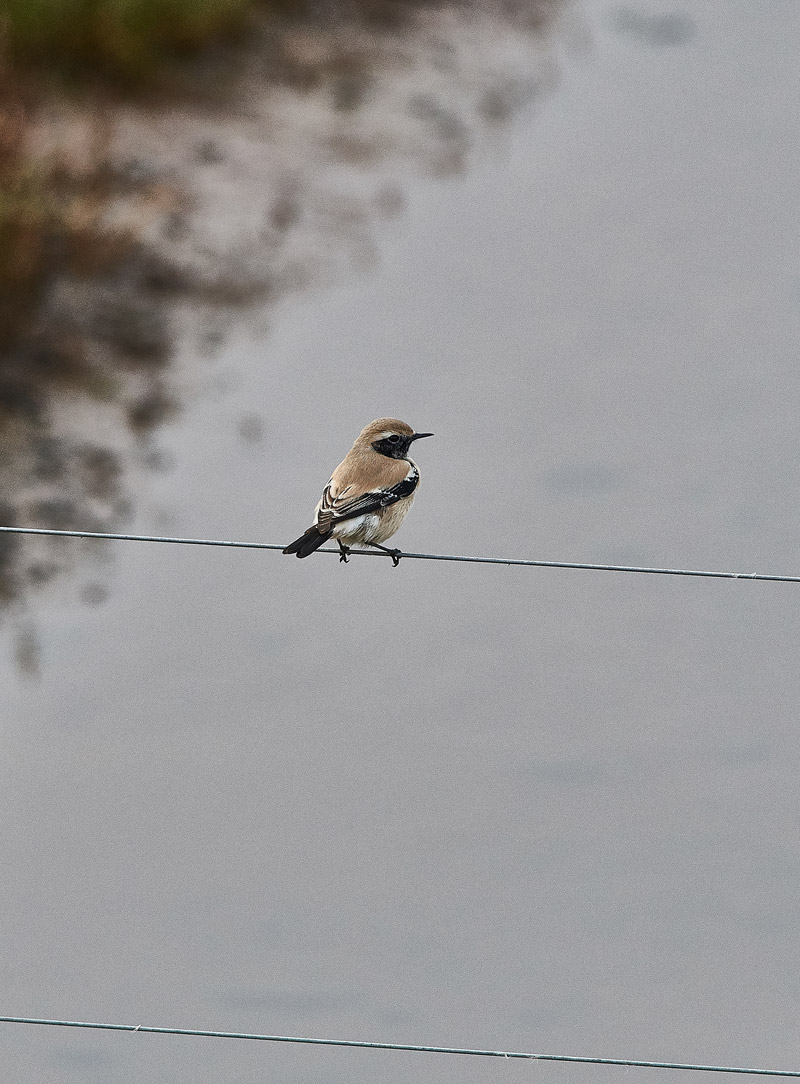 DesertWheatear2810163