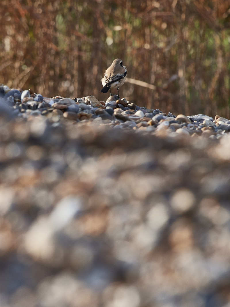 DesertWheatear2810165