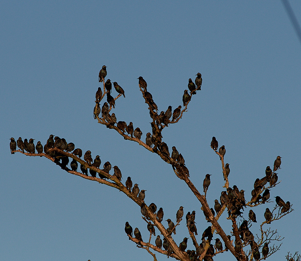 DockingStarling2911161