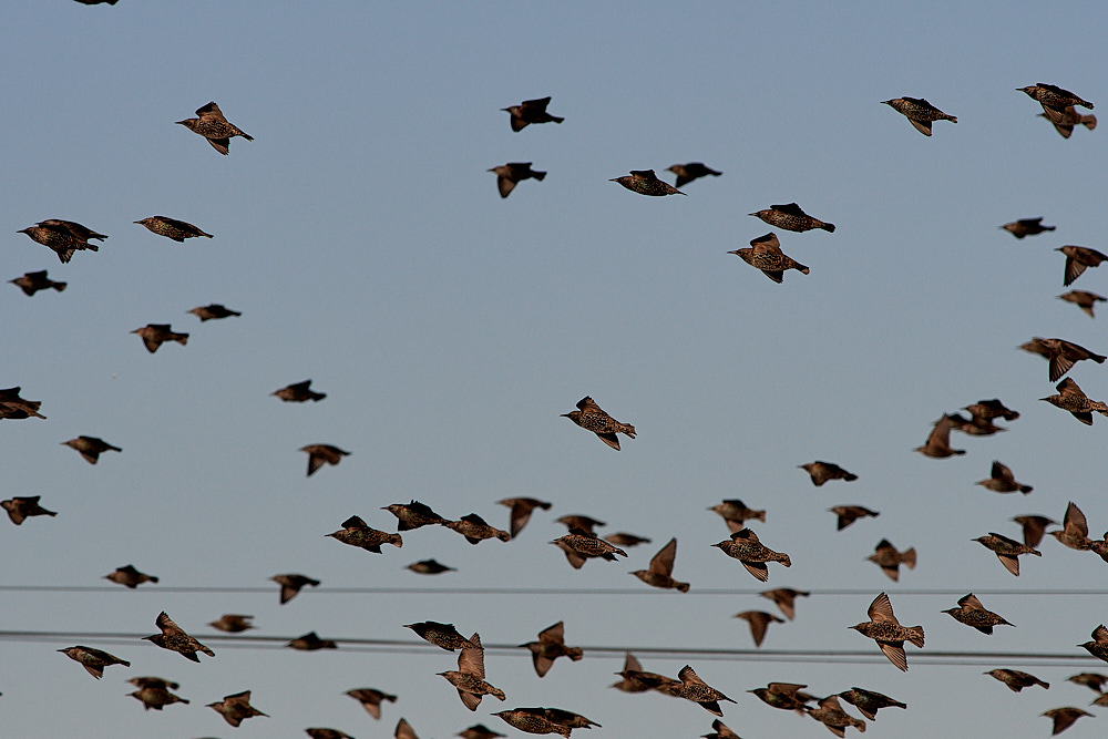 DockingStarling2911163