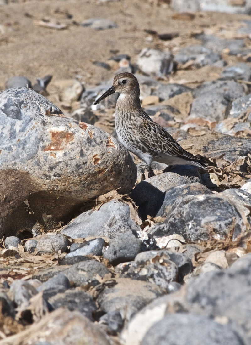 Dunlin00609168