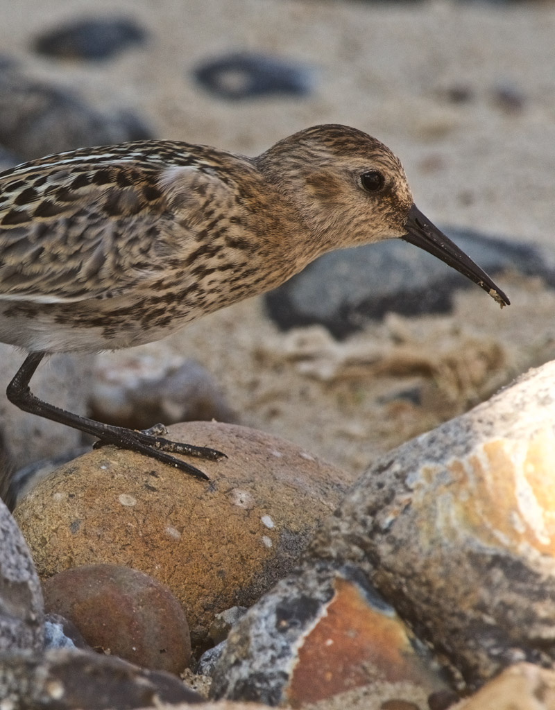 Dunlin0609161