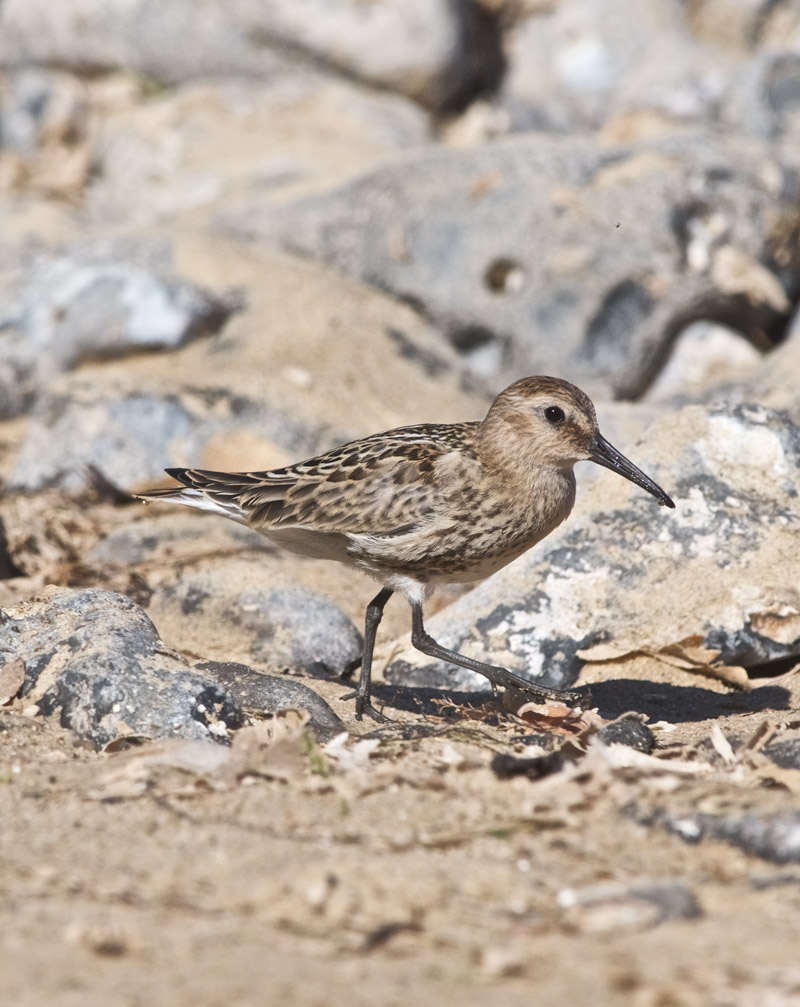 Dunlin06091610