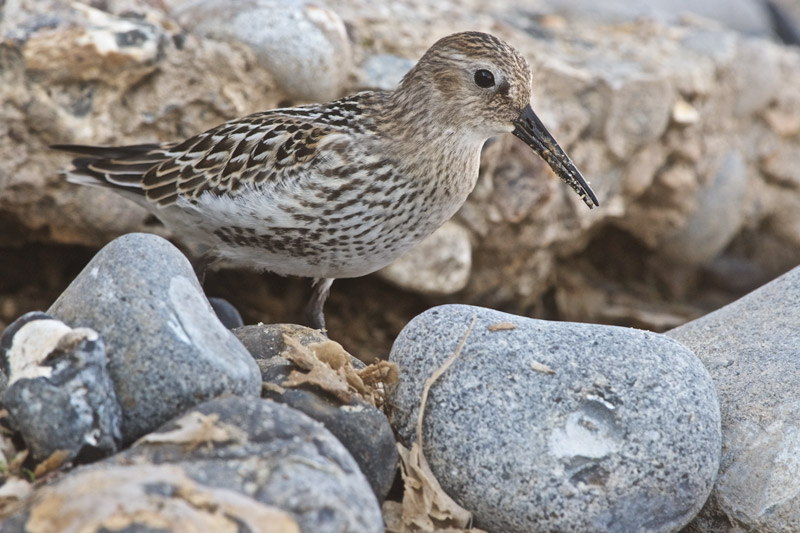 Dunlin06091611