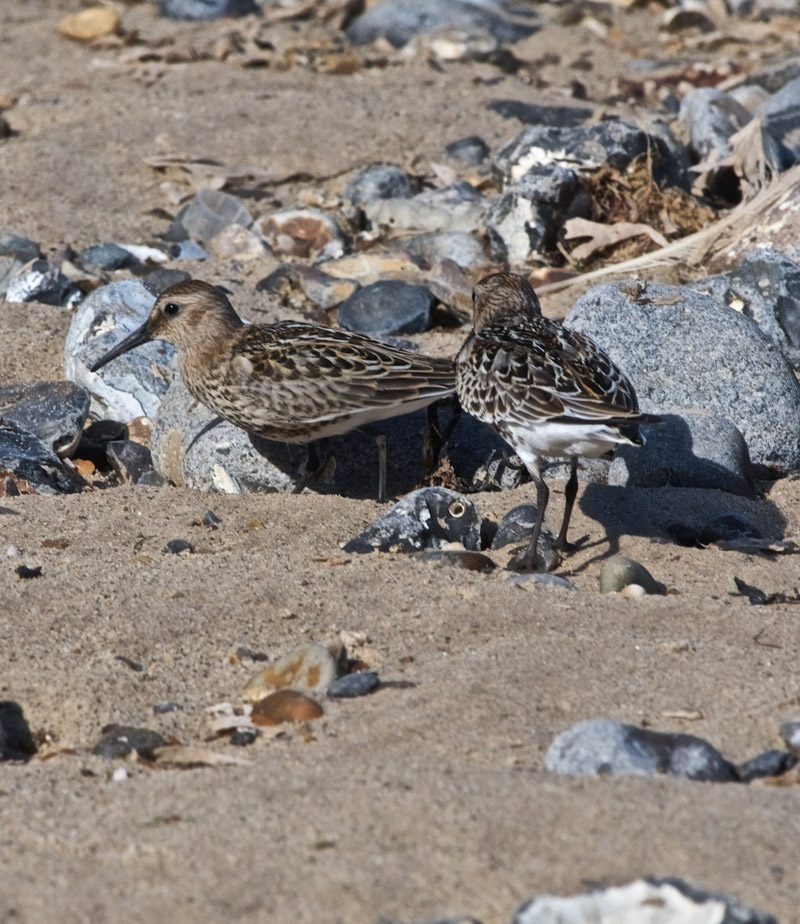 Dunlin0609162