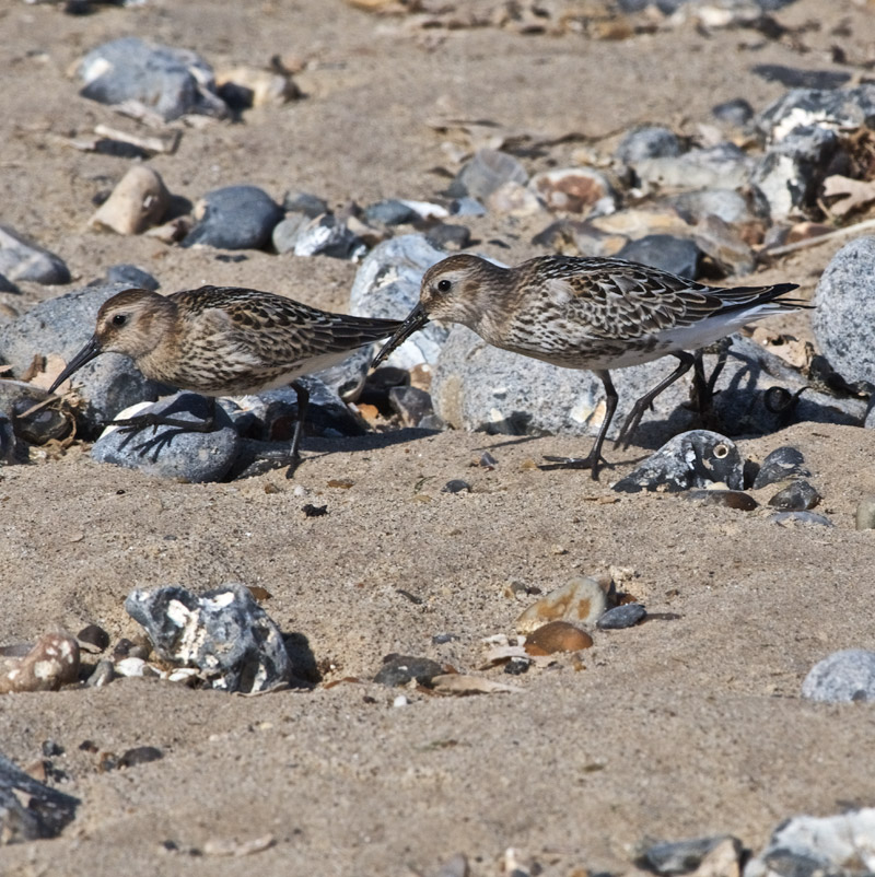 Dunlin0609163