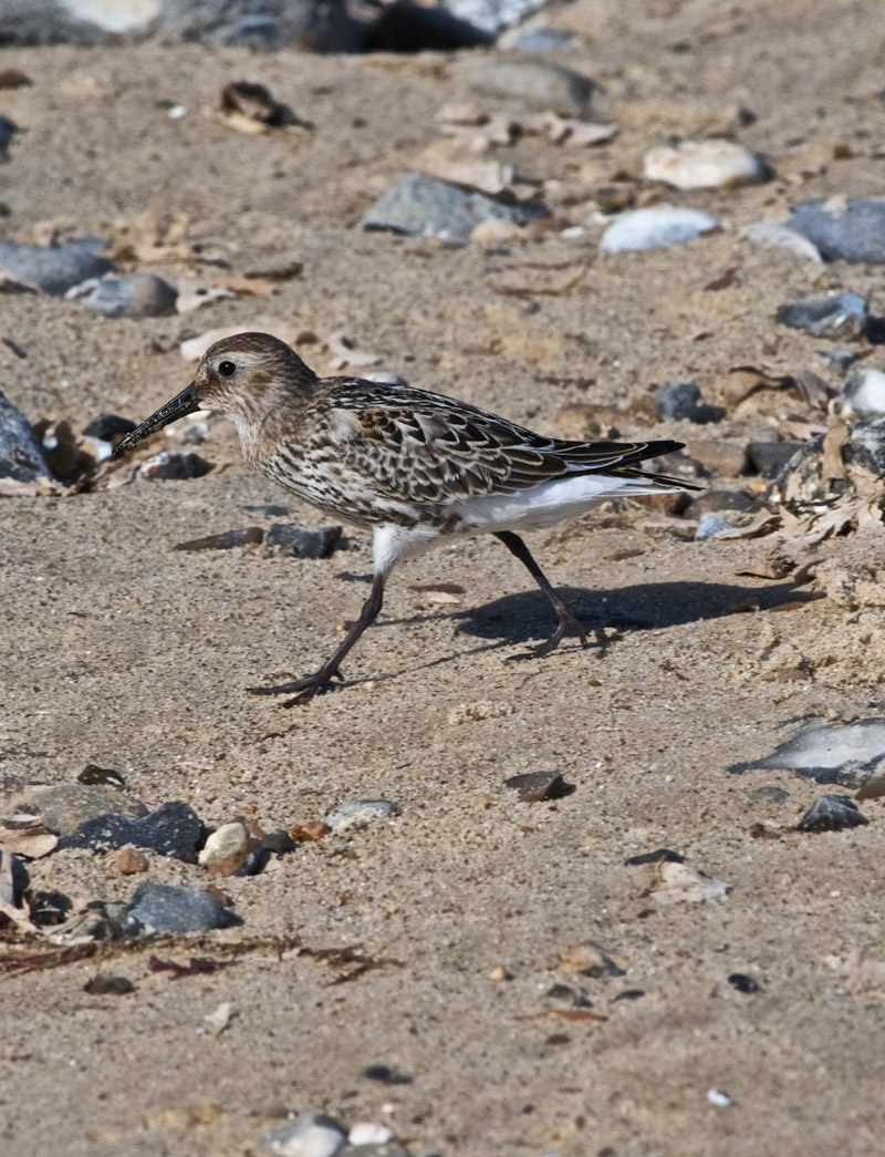 Dunlin0609164