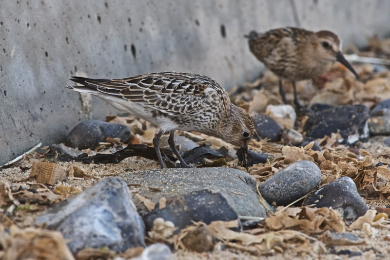 Dunlin0609165