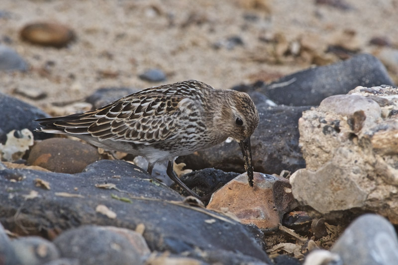 Dunlin0609166