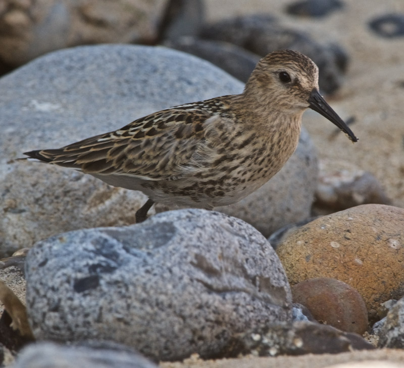 Dunlin0609167