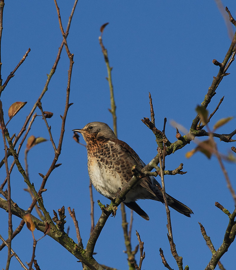 Fieldfare1112161