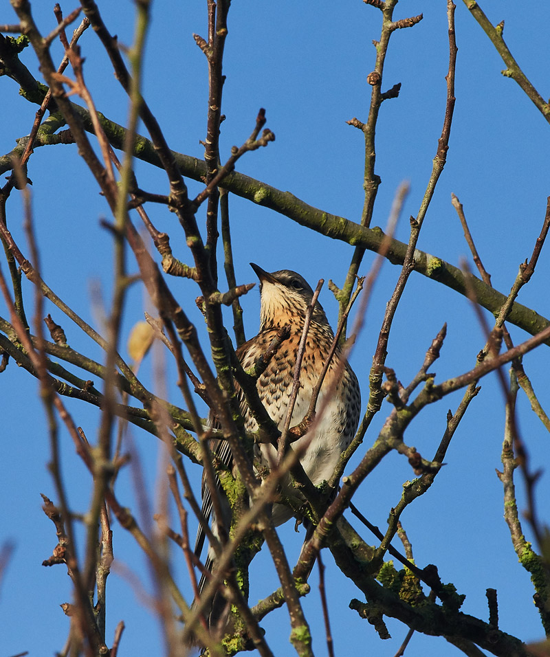 Fieldfare1112162