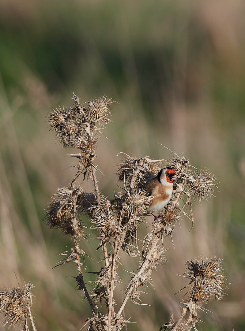 Goldfinch2712161