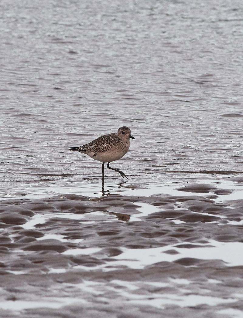 GreyPlover1311161