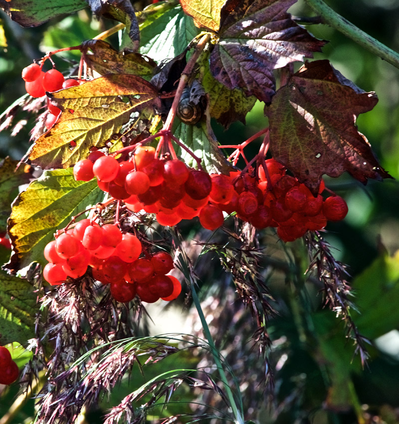 GuelderRose0809162