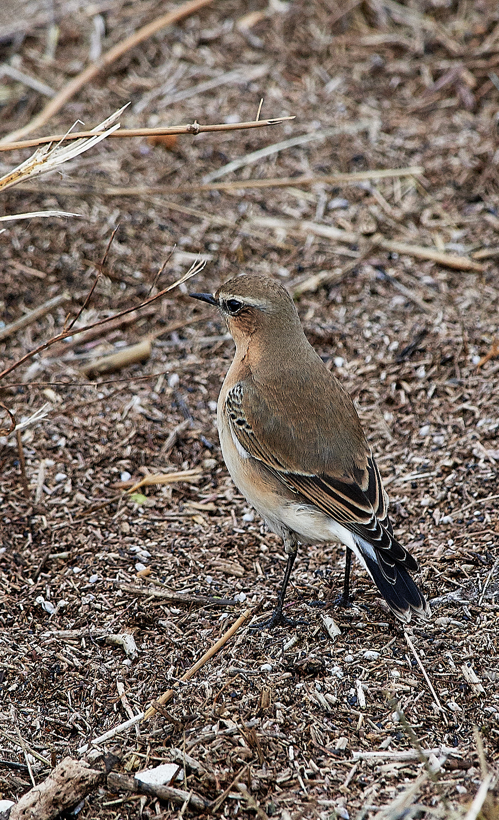 GunHillWheatear3010163