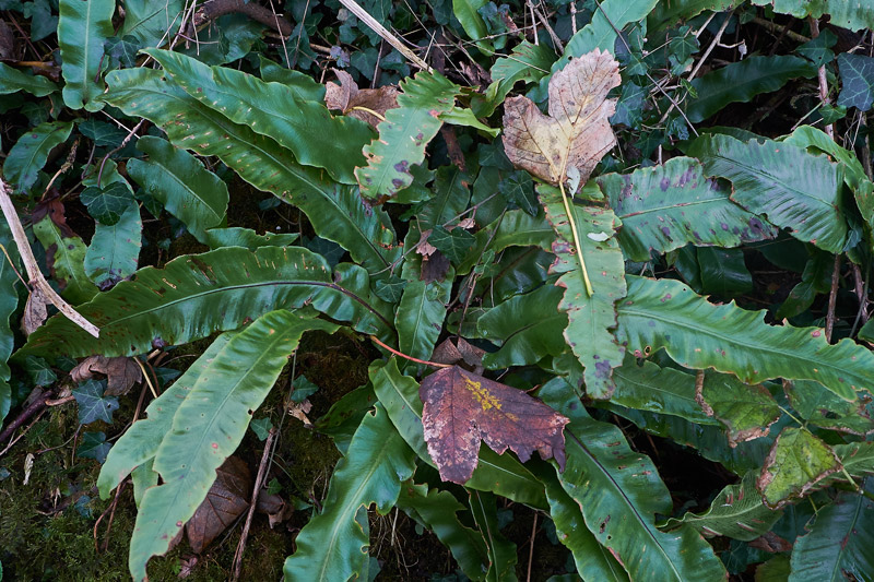 Hart&#39;sTongueFern1611161