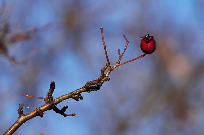 Hawthorn2212161