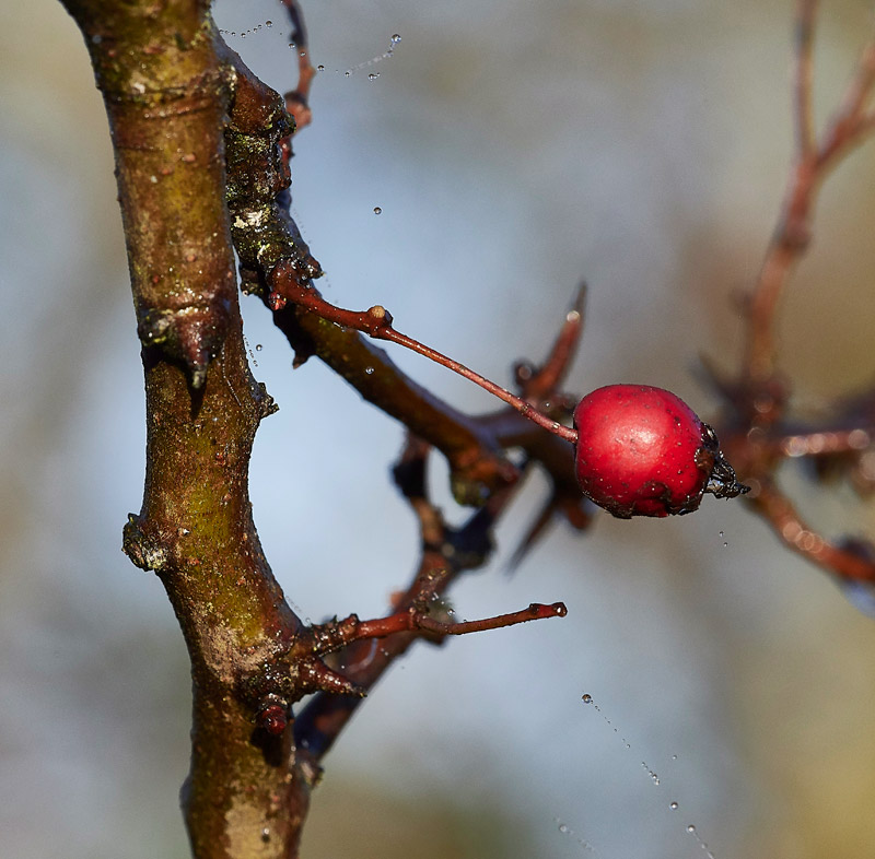 Hawthorn2212162