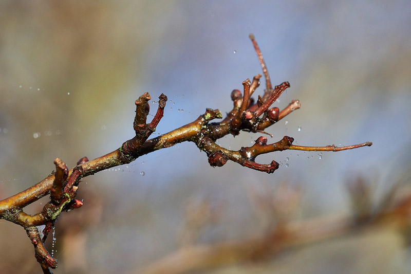 Hawthorn2212165