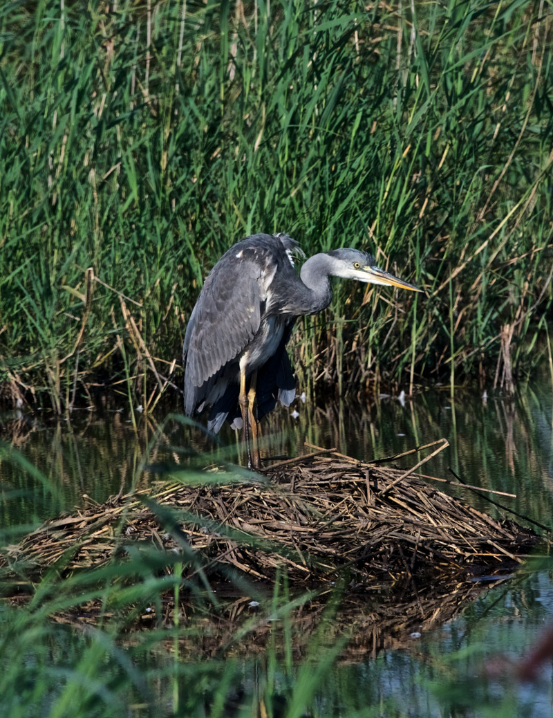 Heron0809161