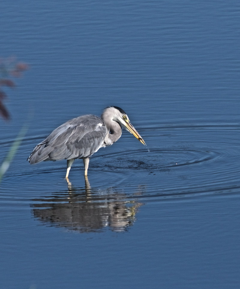 Heron0809163