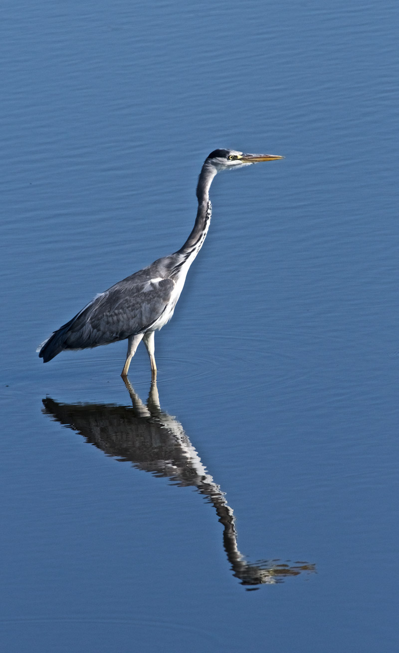 Heron0809164