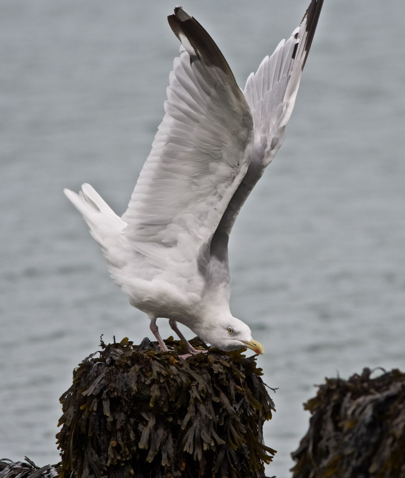 HerringGull0909161