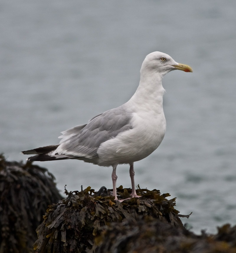 HerringGull0909162