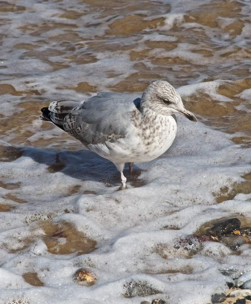 HerringGull1109161