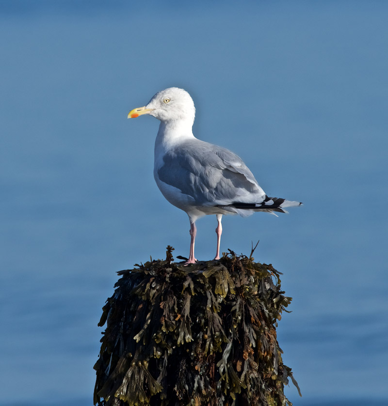 HerringGull1209161