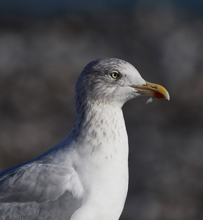 HerringGull1710161