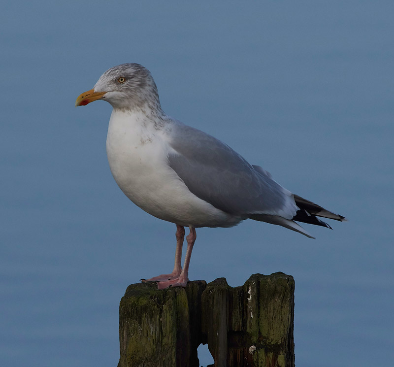 HerringGull2012161