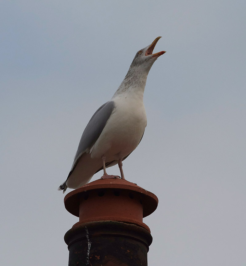 HerringGull2012162