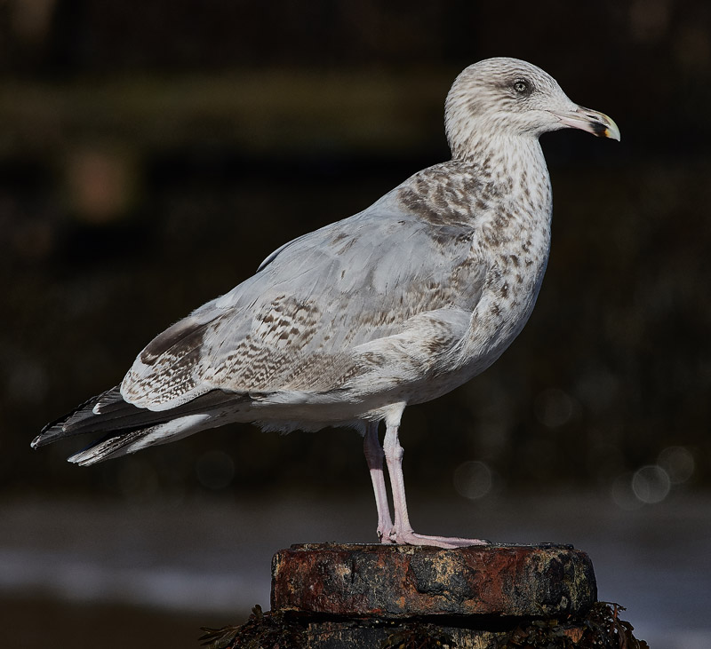 HerringGull3009161