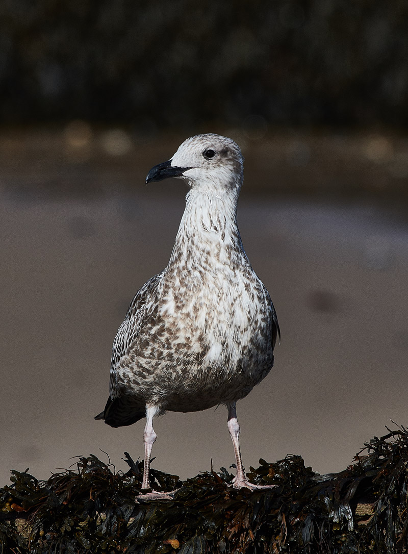 HerringGull3009162