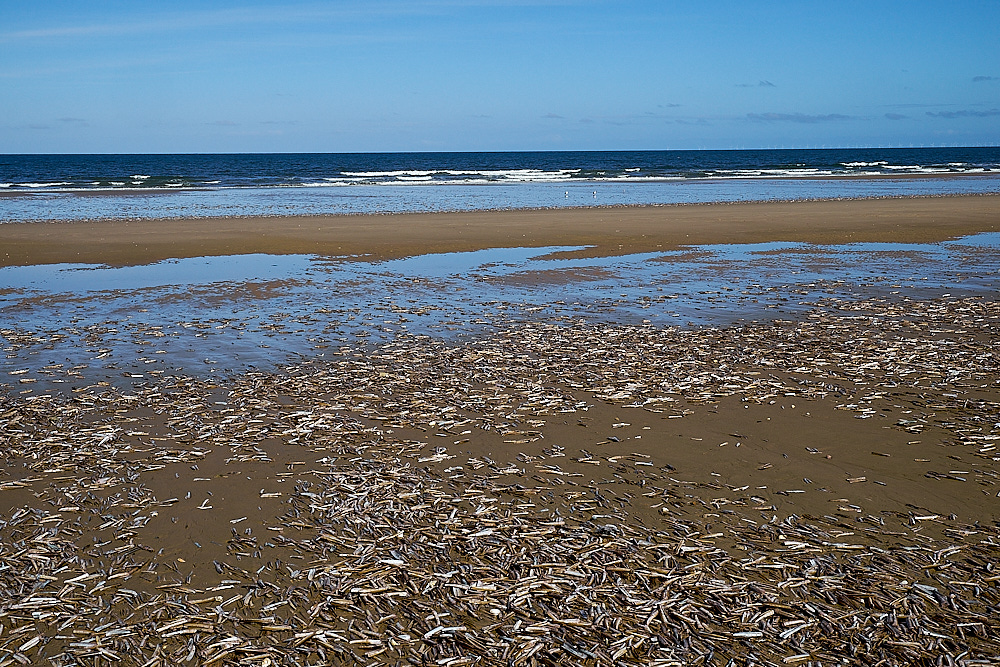 HolkhamBeachRazorShells031016-3