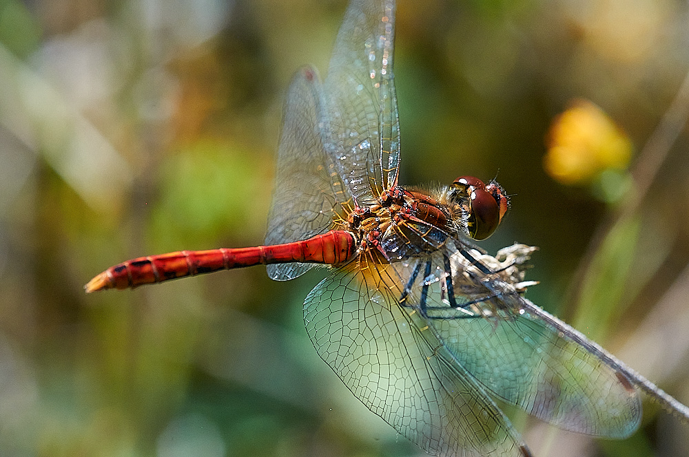 HolkhamPinesRuddyDarter040816-2