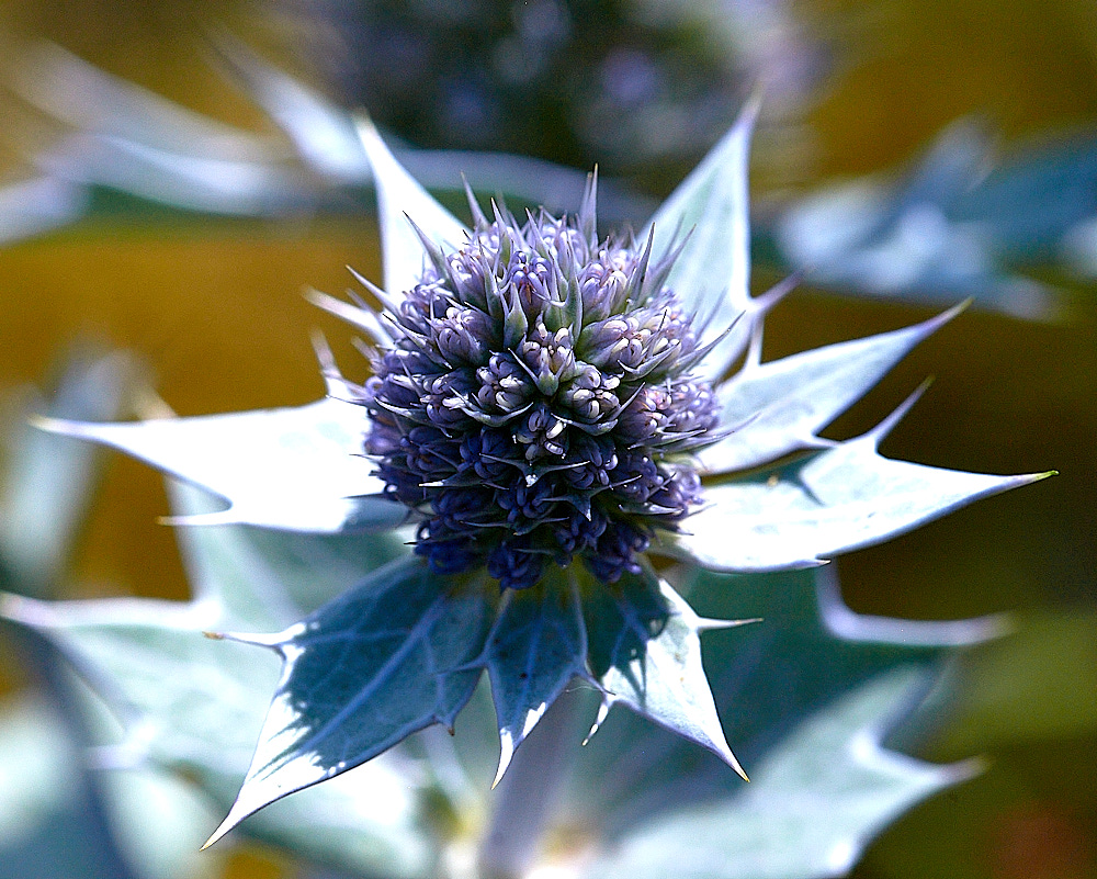 HolkhamPinesSeaHolly040816-1