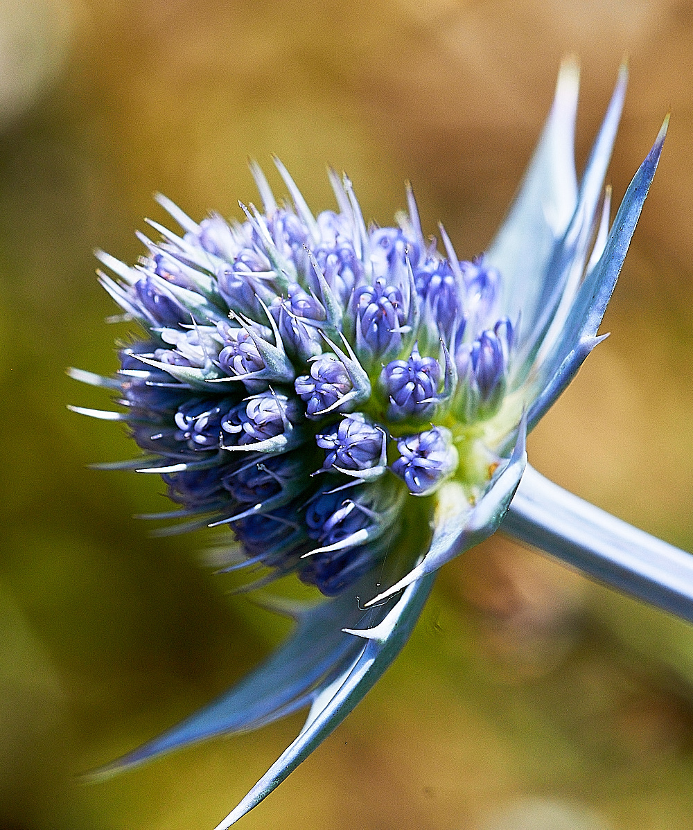 HolkhamPinesSeaHolly040816-3