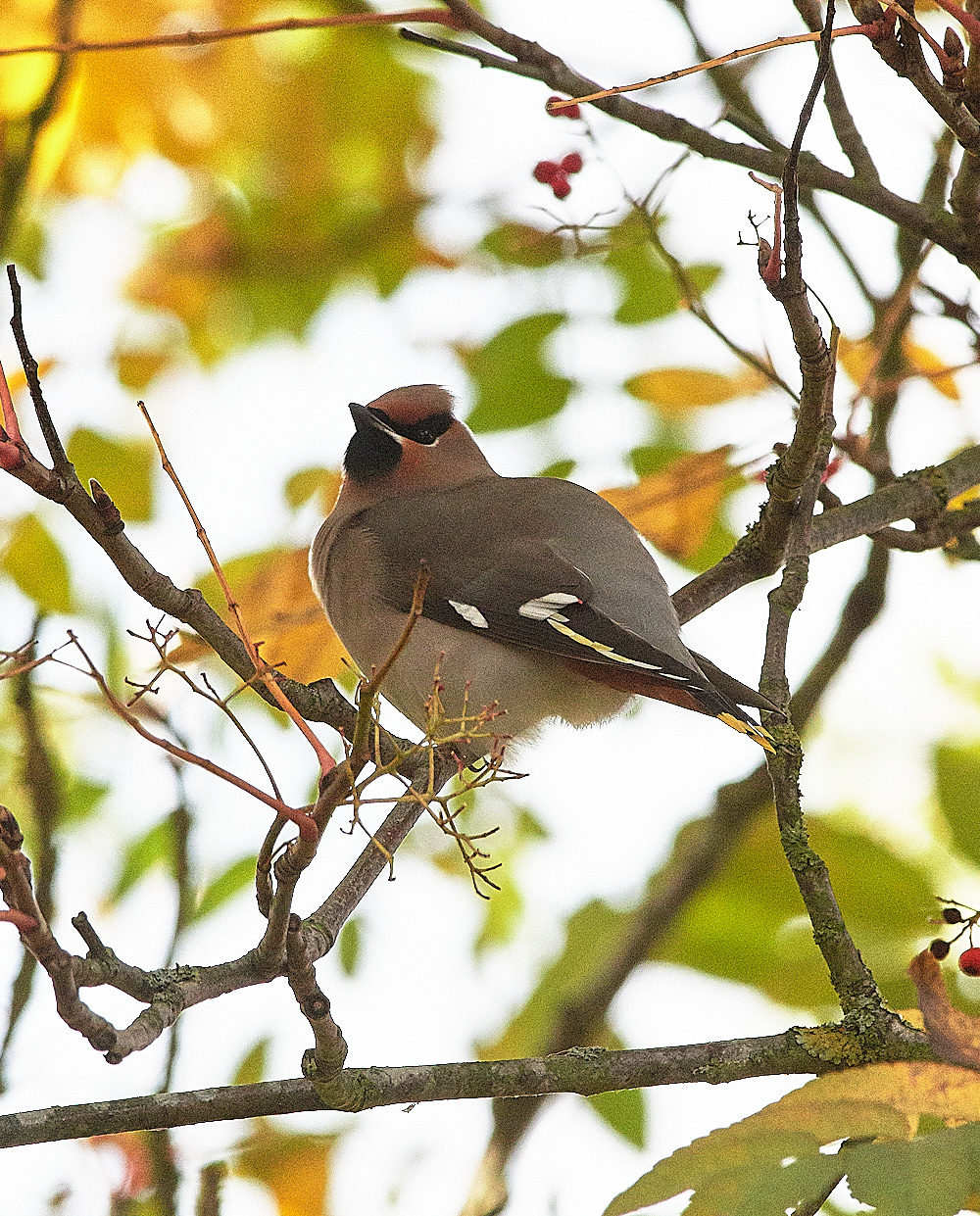 HoltWaxwing0711161