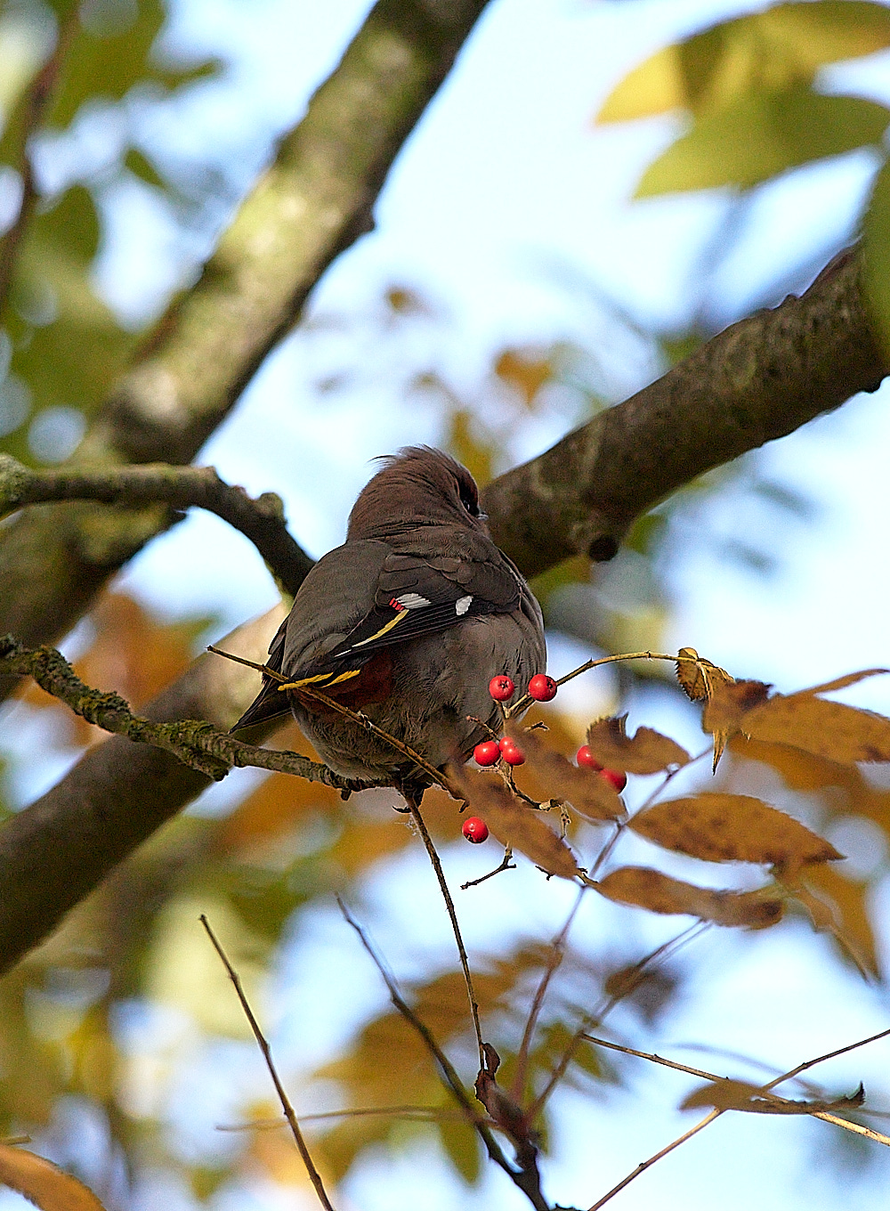 HoltWaxwing0711162