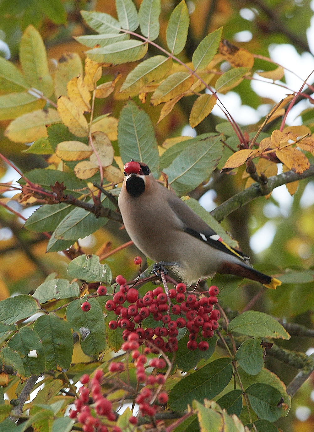 HoltWaxwing0711163