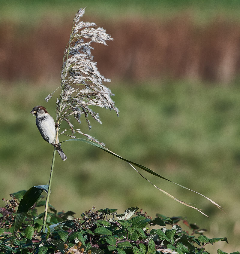 HouseSparrow2810162