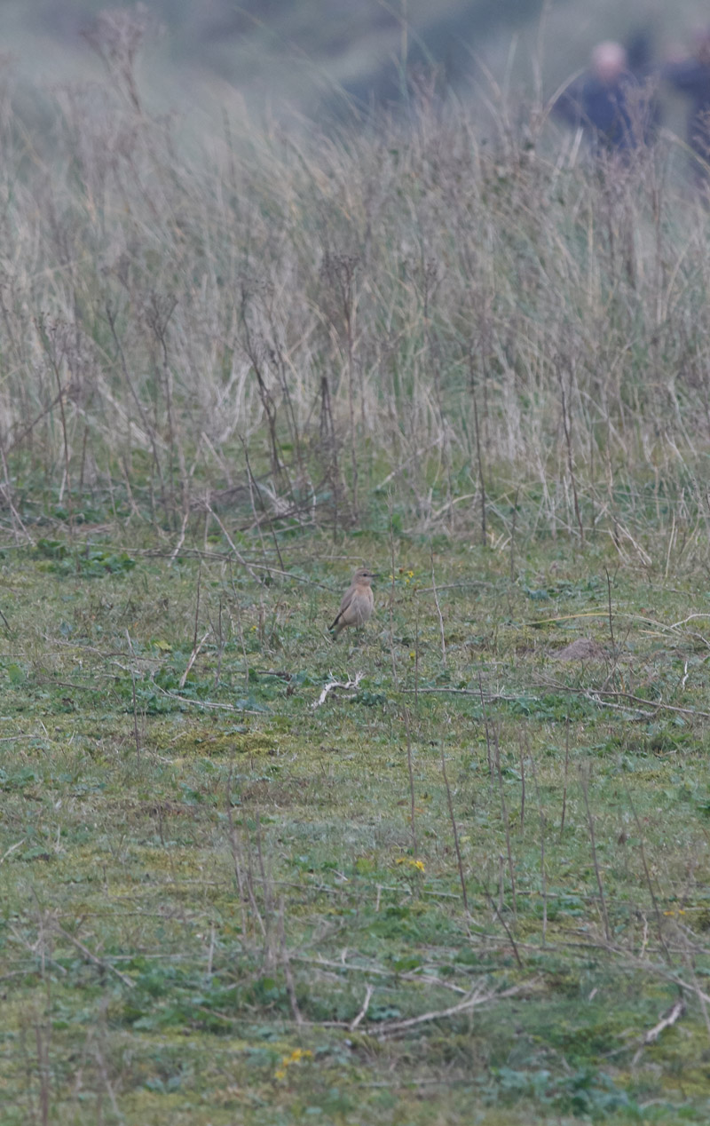 IIsabellineWHeatear3010161