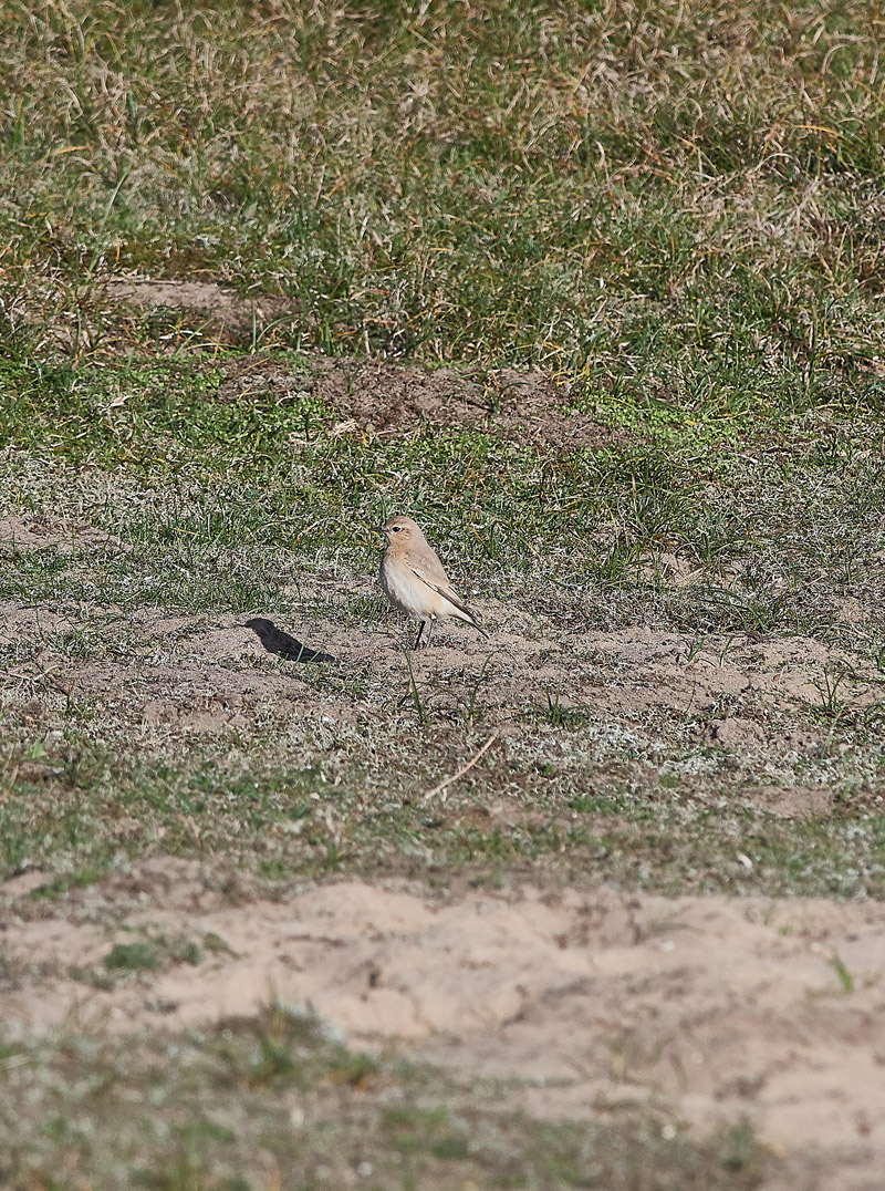 IsabellineWheatear0211161