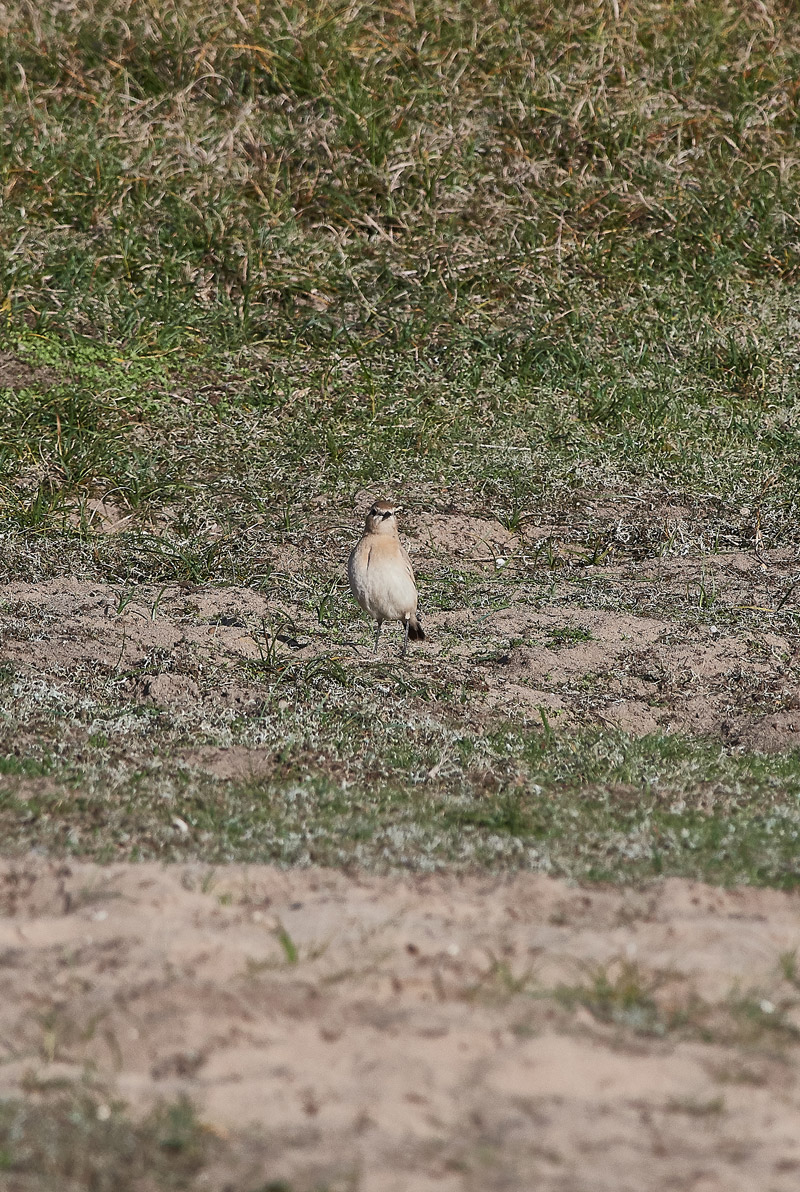 IsabellineWheatear0211162