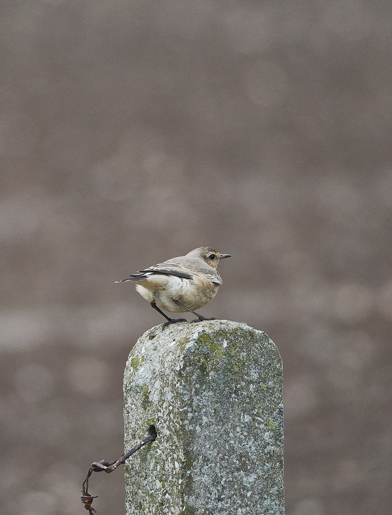 IsabellineWheatear1910162